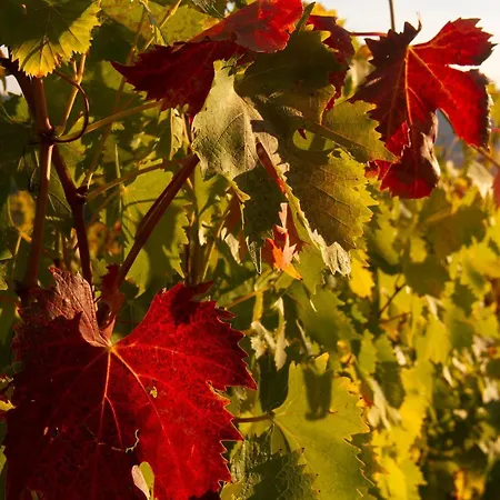 Rosso Del Chianti Al Centro Storico 2 Apartmán